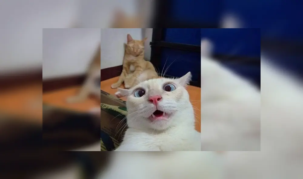 Facebook viral: divertido gatito utiliza celular de dueño para tomarse 'selfies' y este es el resultado [FOTOS]