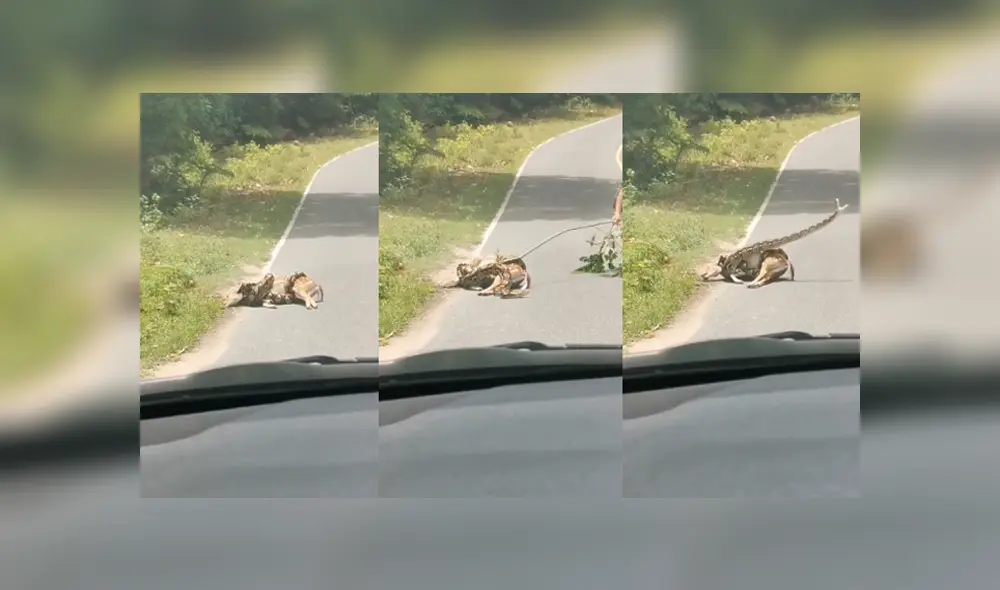 Desliza para ver el desenlace de este video viral de YouTube. Foto: Captura. Desliza para ver el desenlace de este video viral de YouTube. Foto: Captura.