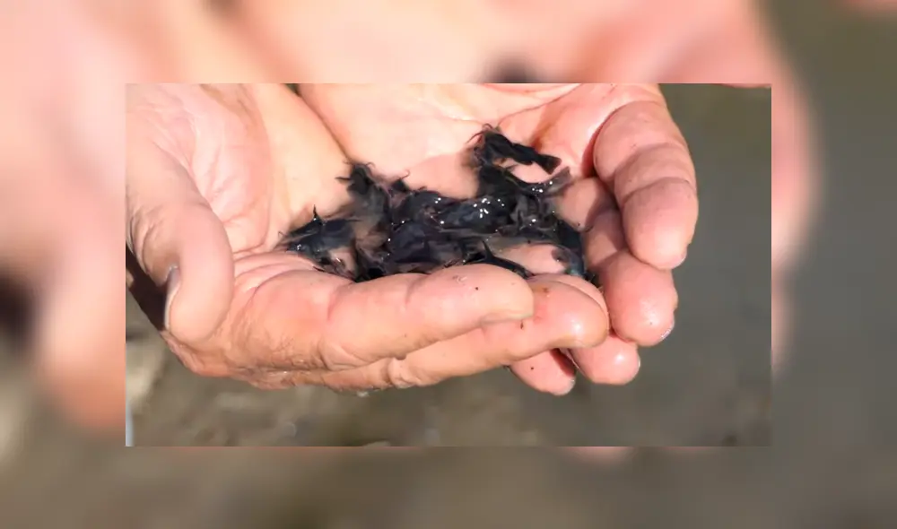 Desliza para ver los momentos más impactantes del video que se hizo viral en YouTube. Desliza para ver los momentos más impactantes del video que se hizo viral en YouTube.