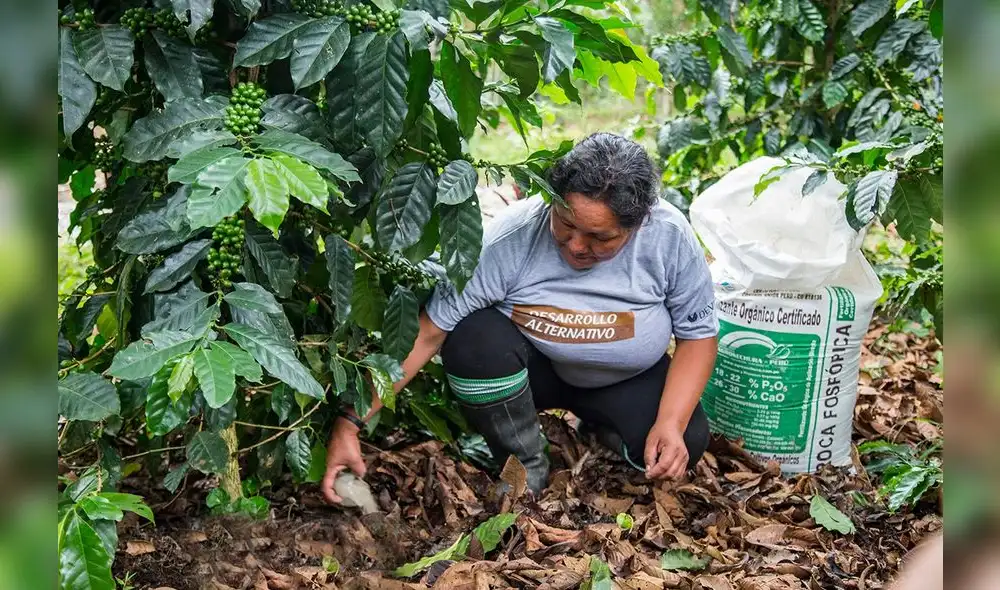 Huánuco: Devida entrega insumos a productores de café y cacao en El Monzón