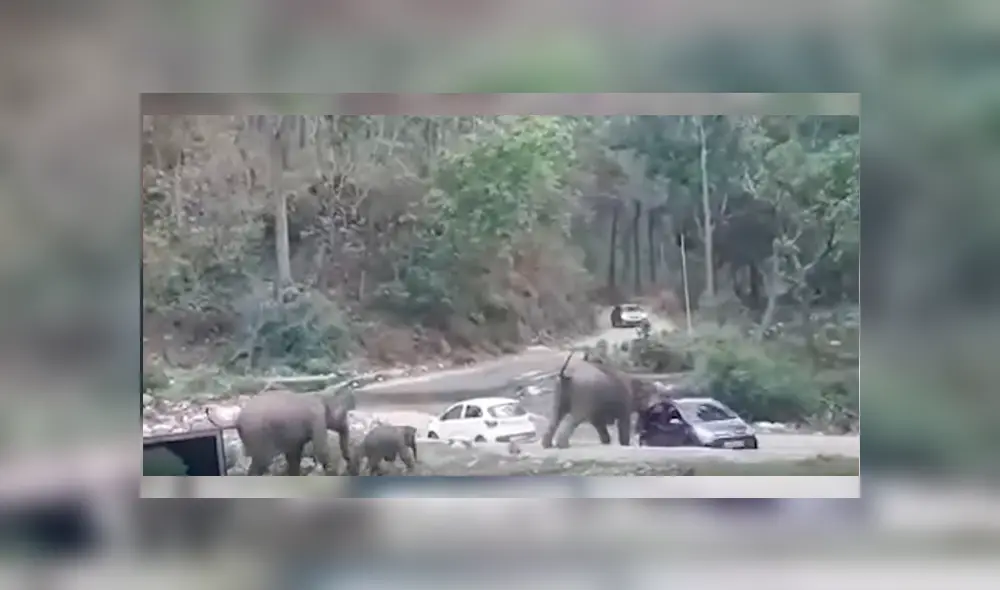 Elefantes notaron que unos vehículos estaban bloqueando su ruta y los empujaron hasta despejar su camino Elefantes notaron que unos vehículos estaban bloqueando su ruta y los empujaron hasta despejar su camino