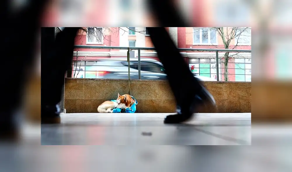 En Facebook se hizo viral la historia de este fiel perro que espera durante largas horas a su dueña.