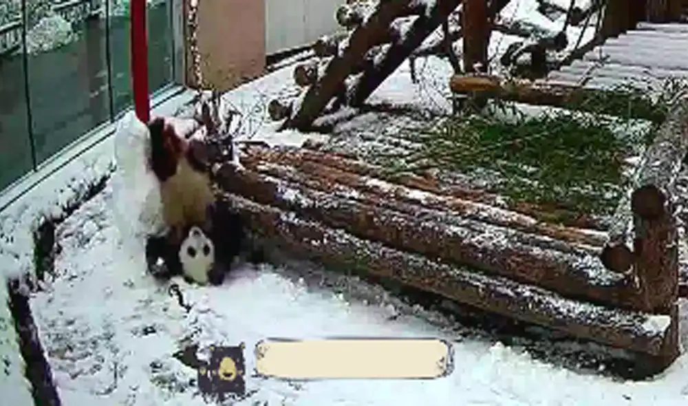 Desliza las imágenes para ver la divertida pelea del oso con el muñeco de nieve. Foto: captura de Facebook Desliza las imágenes para ver la divertida pelea del oso con el muñeco de nieve. Foto: captura de Facebook
