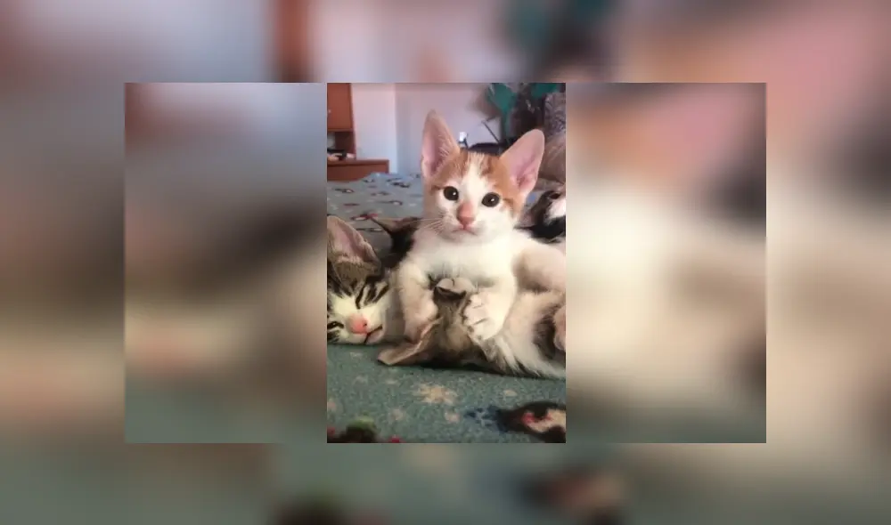 Desliza las imágenes hacia la izquierda para apreciar la amorosa escena entre sus gatos bebés. Foto: Captura.