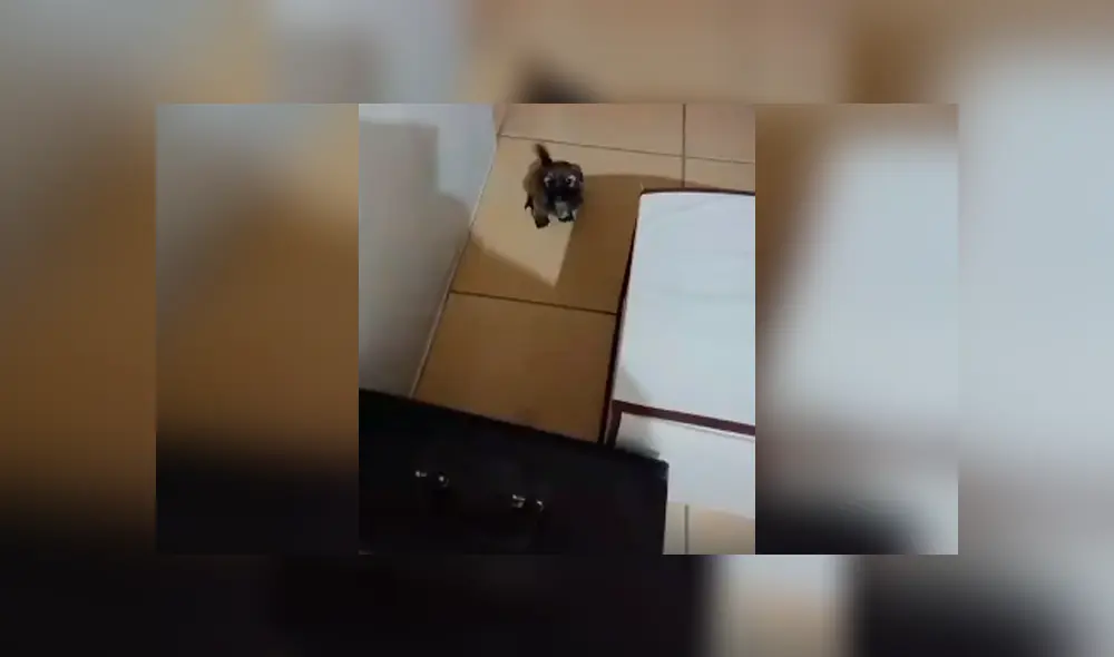 Desliza las imágenes para conocer el conmovedor comportamiento de un perro bebé para evitar que su dueño se vaya de casa.