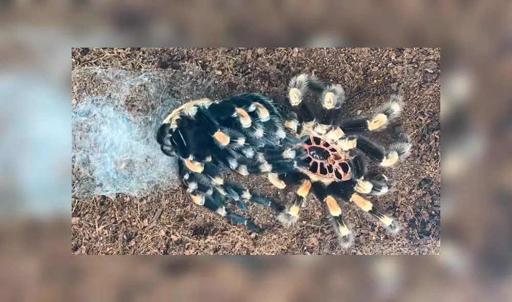 YouTube viral:captan momento en el que tarántula cambia de piel y su aspecto impacta a miles [VIDEO] 
