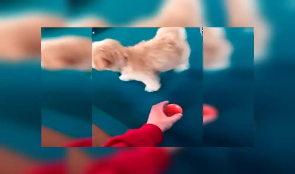 Facebook viral: perro no toleró que su dueño juegue al billar, decide interrumpirlo y sufre accidente [VIDEO]