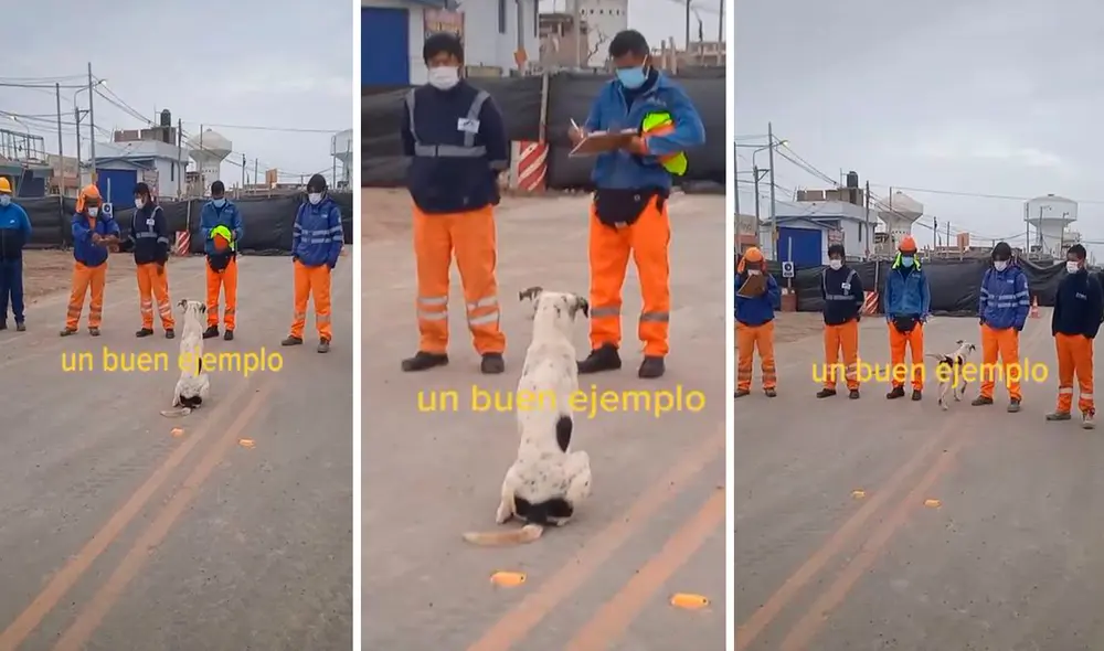 Desde que lo acogieron los trabajadores, el animal se sintió agradecido y cada día los acompañaba. Foto: composición LR/TikTok/@.cleverfigueredo Desde que lo acogieron los trabajadores, el animal se sintió agradecido y cada día los acompañaba. Foto: composición LR/TikTok/@.cleverfigueredo