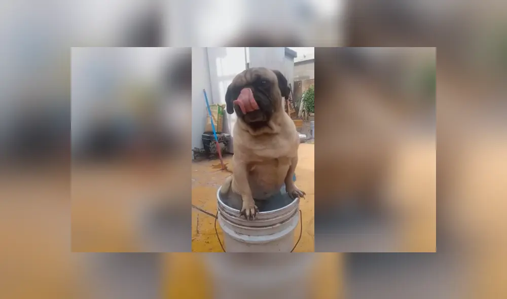 Desliza las imágenes para descubrir la travesura que cometió un perro durante la ausencia de su dueña. Desliza las imágenes para descubrir la travesura que cometió un perro durante la ausencia de su dueña.