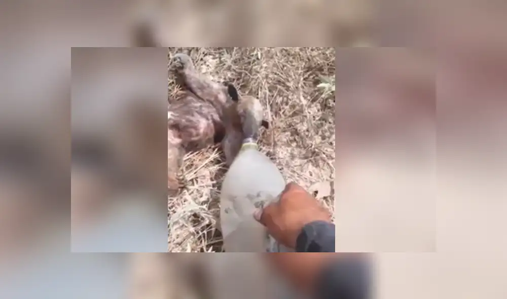 El camionero protagonizó un tierno momento junto a este oso hormiguero y se hizo viral en Facebook. El camionero protagonizó un tierno momento junto a este oso hormiguero y se hizo viral en Facebook.