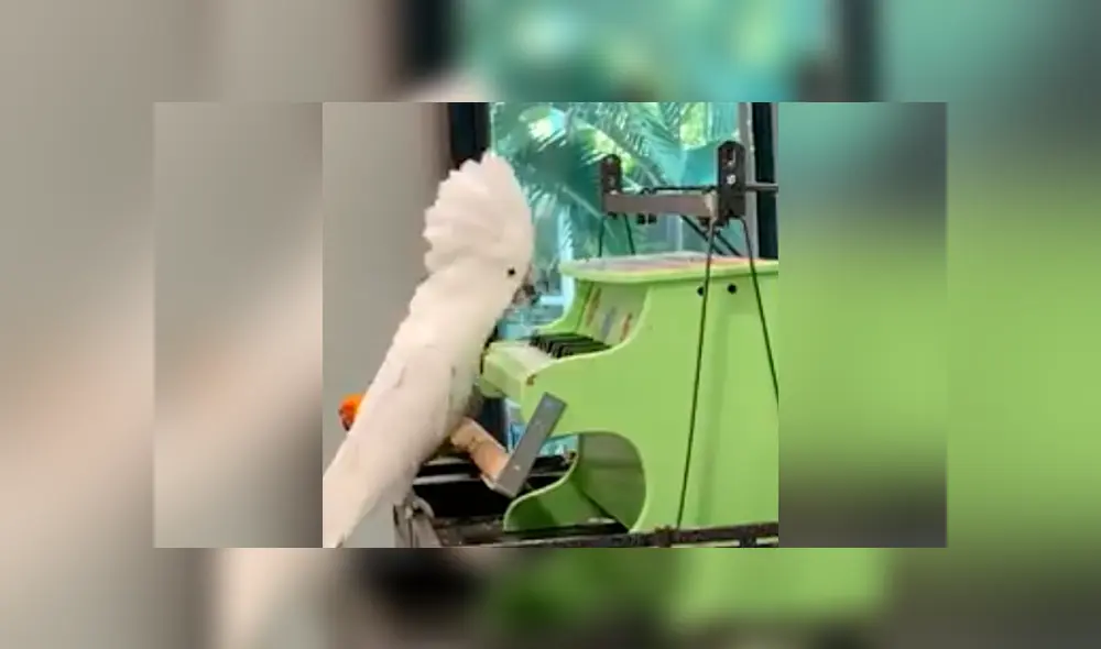 Desliza a la izquierda para conocer más sobre este nuevo video viral de YouTube. Foto: Captura. Desliza a la izquierda para conocer más sobre este nuevo video viral de YouTube. Foto: Captura.