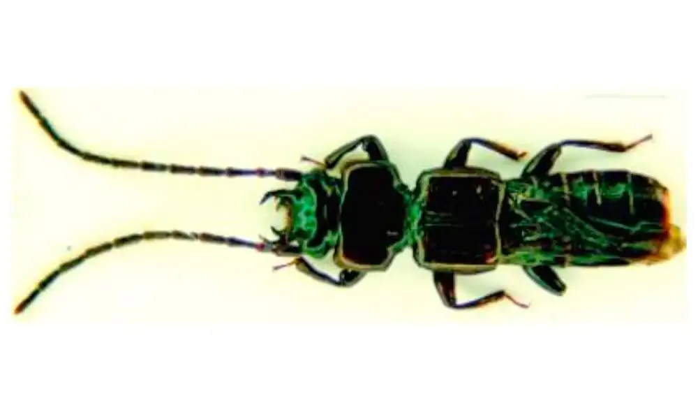 Biólogos peruanos descubren nuevo tipo de escarabajo en nuestro país