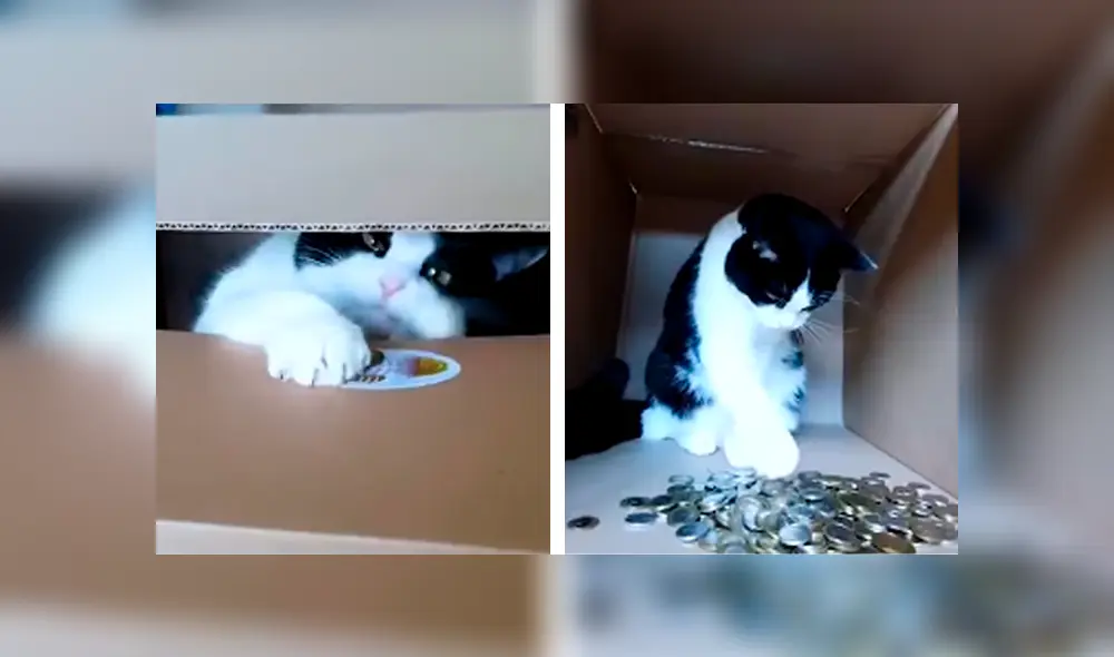 Desliza las imágenes hacia la izquierda para apreciar el entretenido momento entre un joven junto a su gato. Foto: Captura.