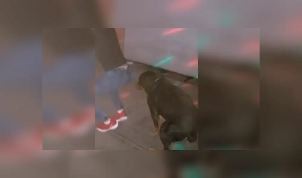 Facebook viral: Perro es sorprendido bailando reggaetón en plena fiesta y su estilo sorprende [VIDEO]