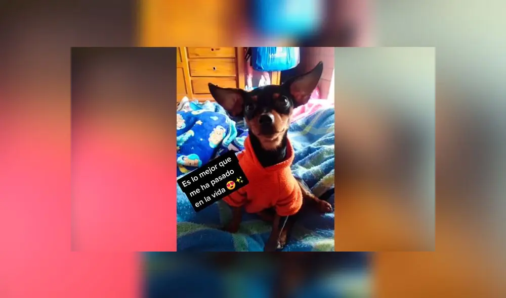 Desliza las imágenes para descubrir qué pasó realmente con este presunto perro de raza doberman. Foto: Juli Navas/Tiktok Desliza las imágenes para descubrir qué pasó realmente con este presunto perro de raza doberman. Foto: Juli Navas/Tiktok