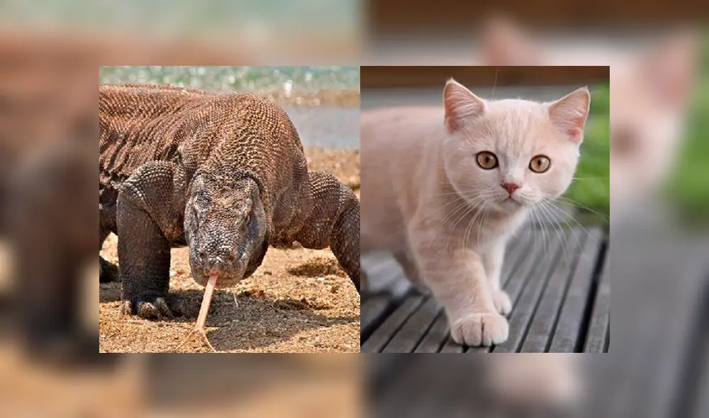 Un video muestra el preciso instante en que un enorme reptil devora a un indefenso gato. Un video muestra el preciso instante en que un enorme reptil devora a un indefenso gato.