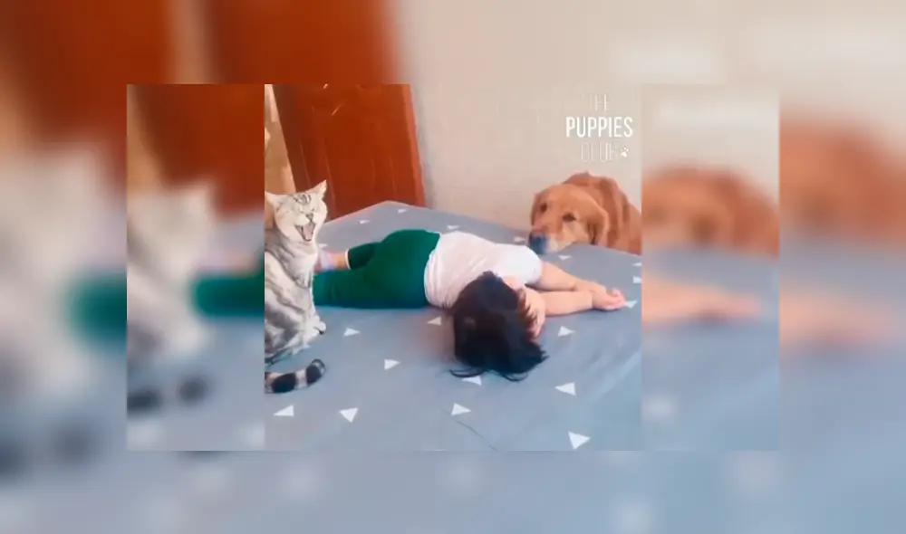 En Facebook, una madre quiso que sus mascotas cuiden por unos minutos a su hija y se llevó tremenda sorpresa.