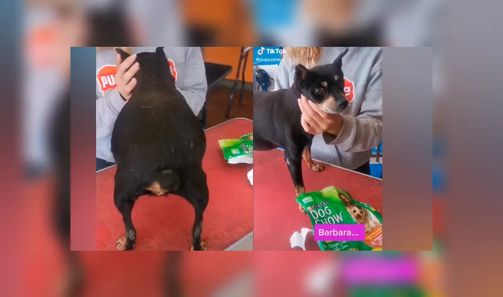 Desliza las imágenes para ver lo que hizo este perrito al ser descubierto con las ‘patas’ en la masa. Foto: Puppyplace /TikTok Desliza las imágenes para ver lo que hizo este perrito al ser descubierto con las ‘patas’ en la masa. Foto: Puppyplace /TikTok