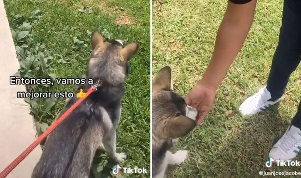 Desliza hacia la izquierda para ver más imágenes de este entrenamiento que ayuda a controlar la ansiedad en los perros. Foto: captura de TikTok Desliza hacia la izquierda para ver más imágenes de este entrenamiento que ayuda a controlar la ansiedad en los perros. Foto: captura de TikTok