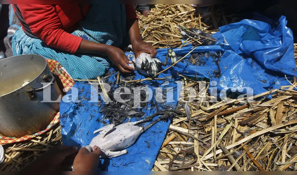 Se ven en la necesidad de cazar aves. Se ven en la necesidad de cazar aves.
