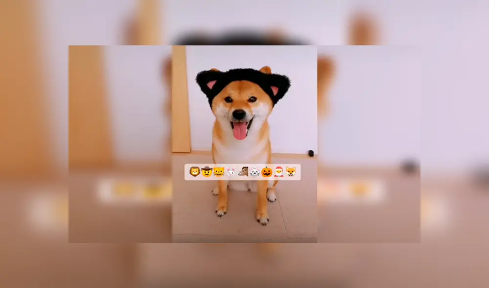 En Tik Tok, una joven adquirió graciosos sombreros para ponerlo en la cabeza de su mascota como parte de un reto.