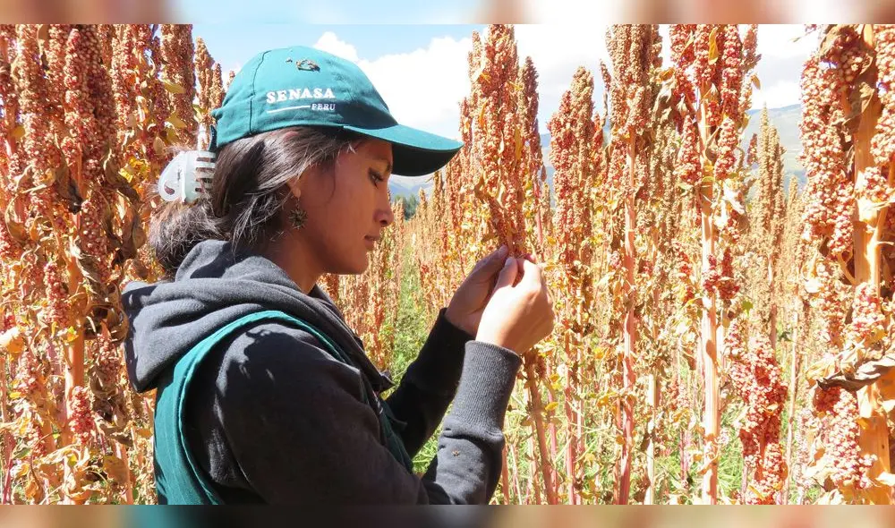 Cultivos de quinua fueron afectados por el parásito de mildiú en Ccopamaya Cultivos de quinua fueron afectados por el parásito de mildiú en Ccopamaya