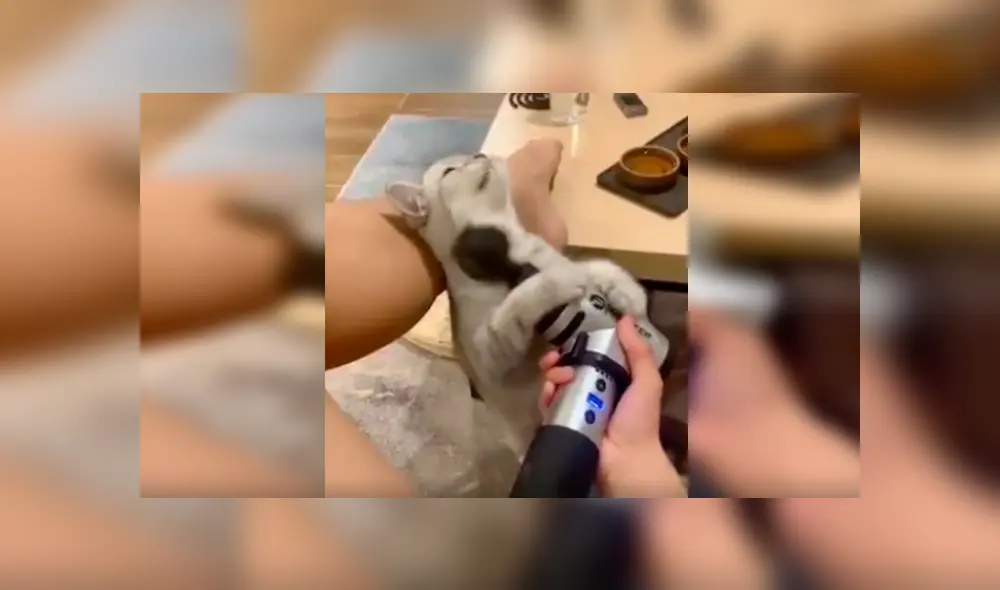 En Facebook, un gato se percata que su dueña utilizaba una máquina de masajes y tiene curiosa reacción. En Facebook, un gato se percata que su dueña utilizaba una máquina de masajes y tiene curiosa reacción.