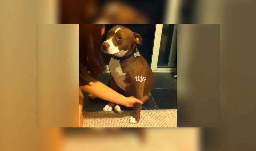 Facebook viral: chica le corta las uñas a su perro y este tiene una dramática reacción. Si quieres verlo desliza cada imagen hacia la izquierda.
