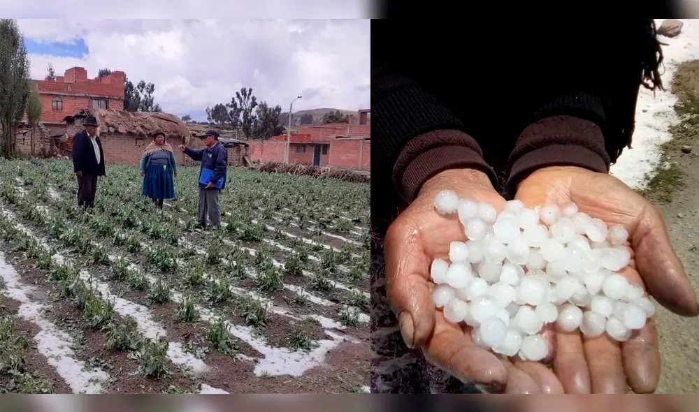 Intensa granizada provocó graves daños en cultivos de Puno
