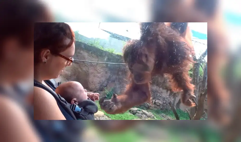 Facebook viral: orangután conoce a bebé por primera vez y conmueve a miles con su reacción [VIDEO]