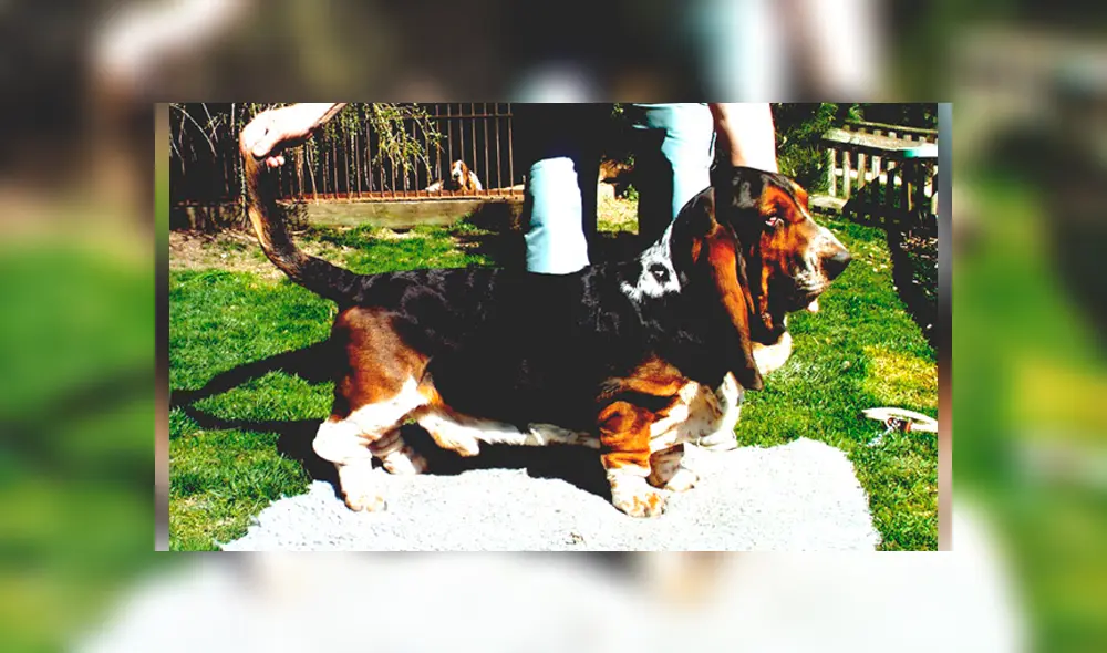 La historia conmueve a miles pues se trata de un can que probablemente ya no esté presente.