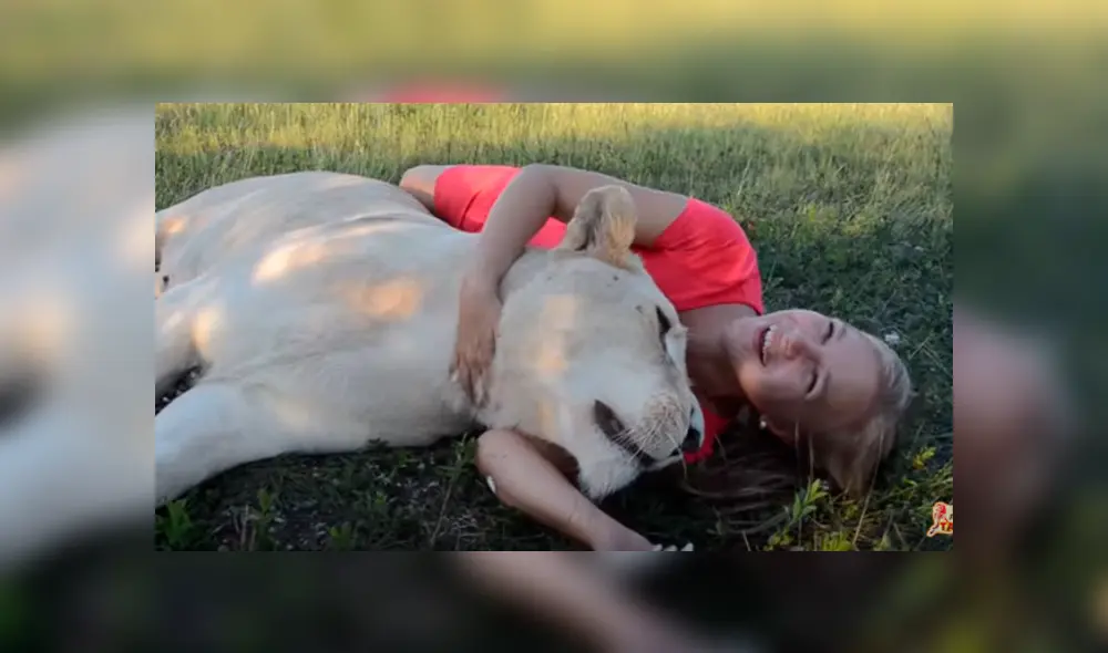 Desliza hacia la izquierda para ver las divertidas fotos que se tomó una mujer junto a la enorme leona en el zoológico y se ha vuelto viral en YouTube. Desliza hacia la izquierda para ver las divertidas fotos que se tomó una mujer junto a la enorme leona en el zoológico y se ha vuelto viral en YouTube.