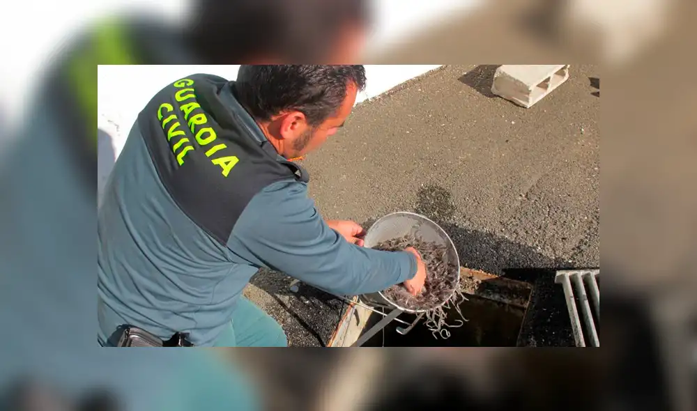 El pasajero quedó detenido y las angulas fueron trasladadas al Instituto de Ciencias del Mar de Barcelona.