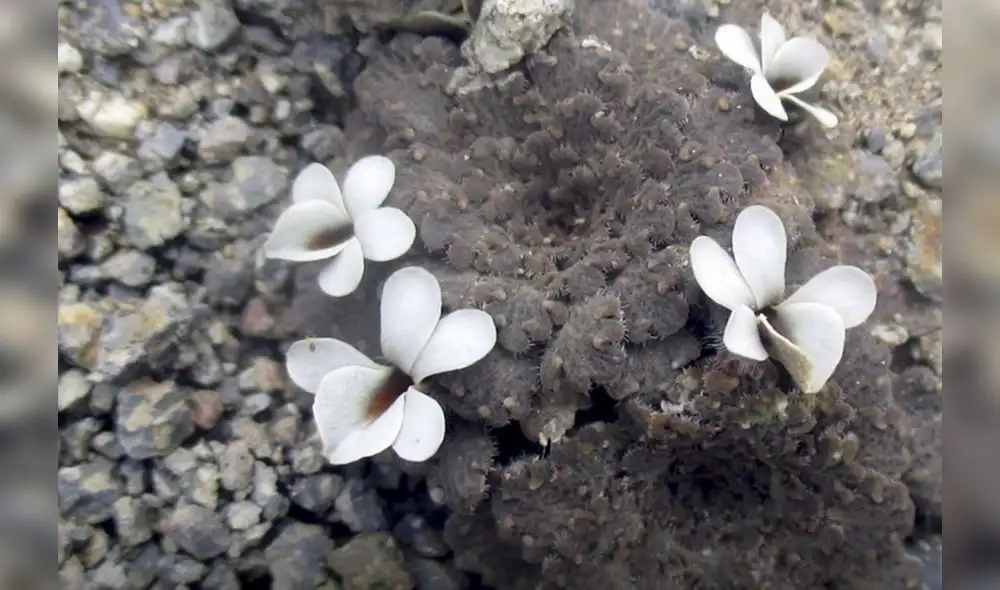 Descubren nueva especie botánica en Apurímac | Créditos: Agencia Andina