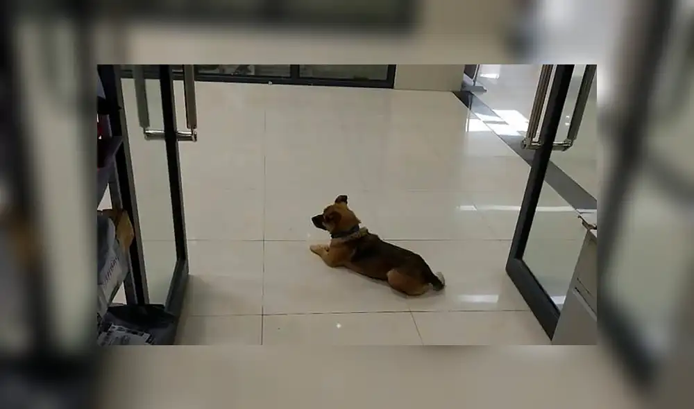 Perro esperó durante tres meses a su propietario muerto por COVID-19 en el hospital. Foto: Daily Mail