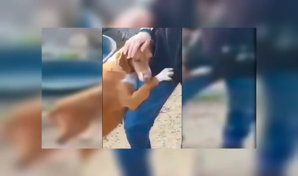 Video es viral en Facebook. Periodista fue sorprendido por la conmovedora conducta de un can cuando acudió a un refugio de perros abandonados para realizar un reportaje