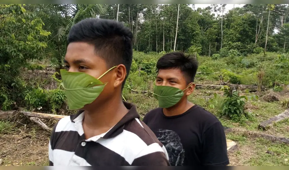 Nativos usan hojas de bijao Nativos usan hojas de bijao