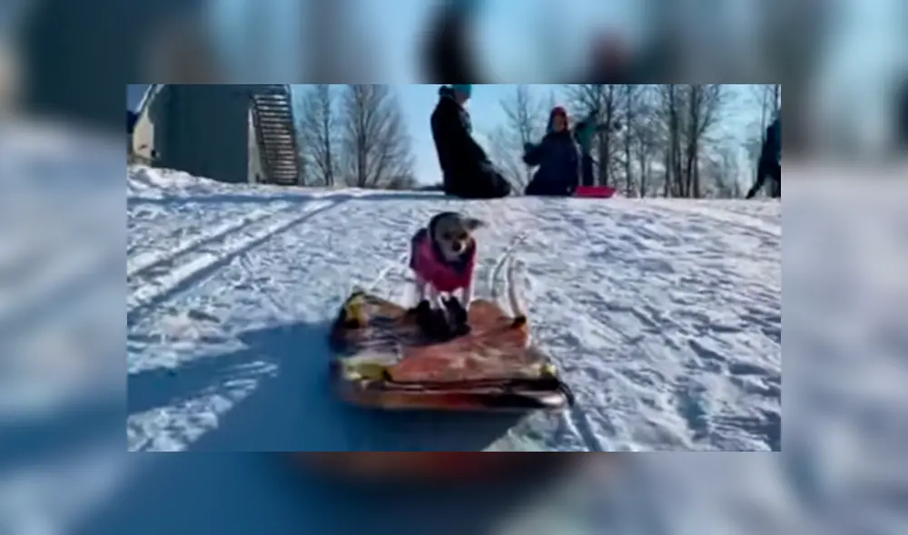 Desliza a la izquierda par a ver más fotos del tierno cachorro jugando en la nieve. (Foto: captura)