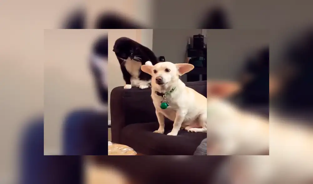 En Tik Tok, un perro y un gato protagonizaron una fuerte pelea cuando su dueña los dejó solos en casa.