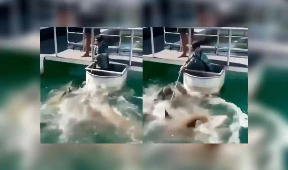 Vía Facebook: meros gigantes pelean por devorar carnada que niño les ofreció [VIDEO] 