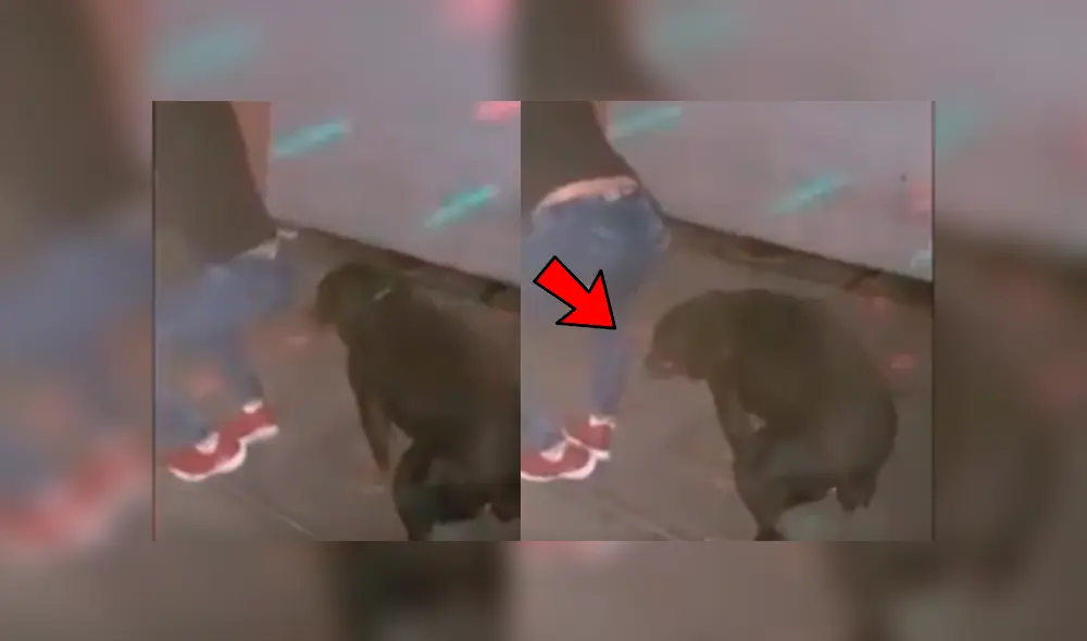 Facebook viral: Perro es sorprendido bailando reggaetón en plena fiesta y su estilo sorprende [VIDEO]