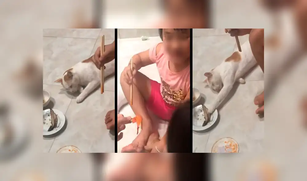 El felino aprovechó una distracción de su dueña para quitarle su pescado. Foto: captura El felino aprovechó una distracción de su dueña para quitarle su pescado. Foto: captura