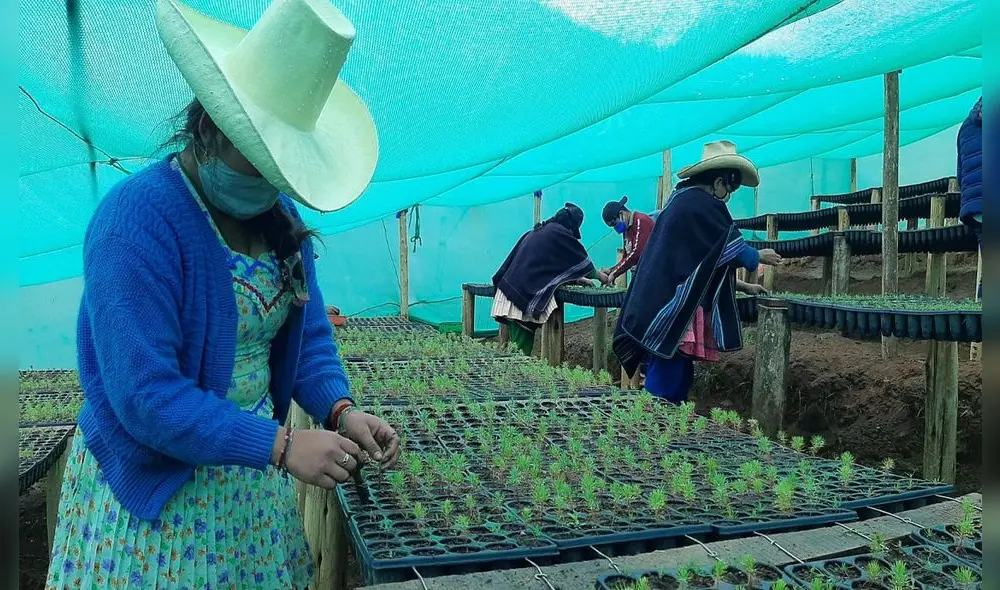 Generan puestos de trabajo para pobladores de la sierra. Foto: La República.
