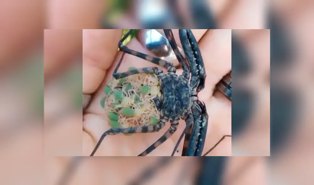 Facebook viral: graban a enorme tarántula llevando a sus cientos de crías a su nido [VIDEO]