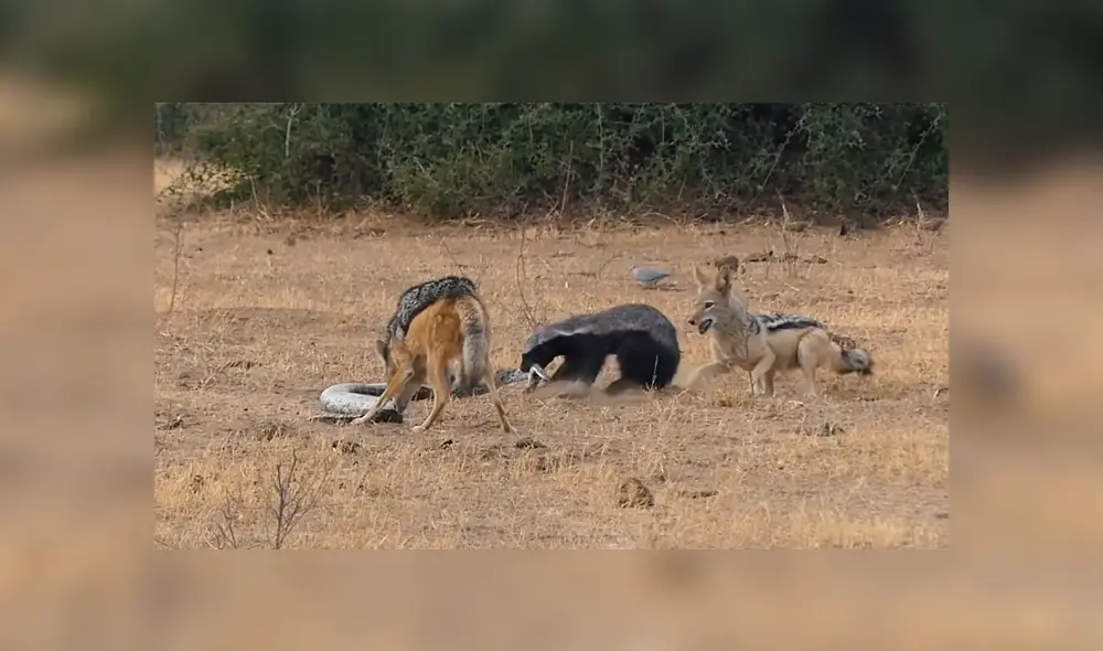 Desliza para ver detalles del video viral publicado en YouTube. Foto: Captura. Desliza para ver detalles del video viral publicado en YouTube. Foto: Captura.