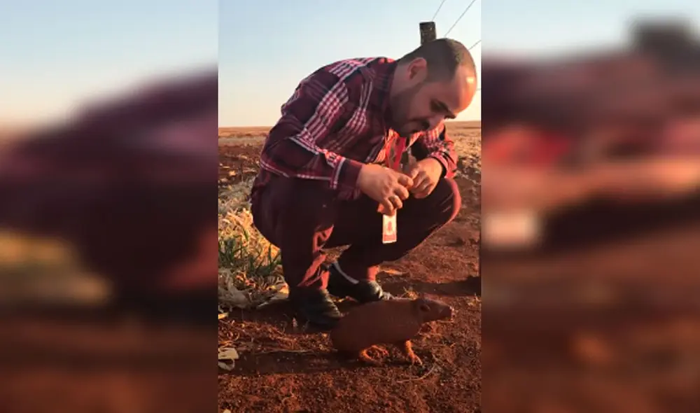 Desliza las imágenes para apreciar el tierno gesto de un hombre al brindar agua a un pequeño armadillo. Foto: Captura de YouTube