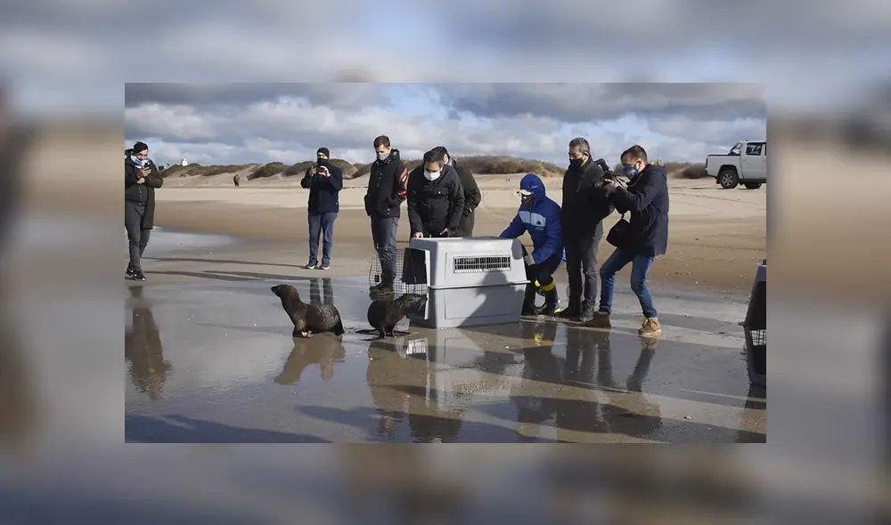 El ministro Juan Cabandié de Argentina presenció el regreso de los animales a aguas saladas. Foto: captura.