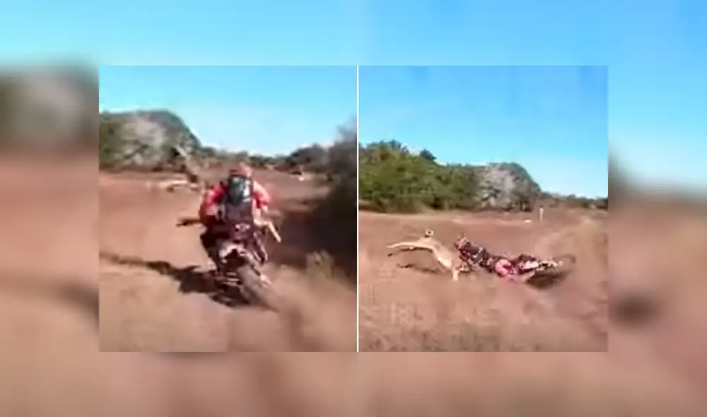 El motociclista no pudo evitar el brutal impacto y junto al animal dieron varias vueltas por el suelo. Foto: captura El motociclista no pudo evitar el brutal impacto y junto al animal dieron varias vueltas por el suelo. Foto: captura