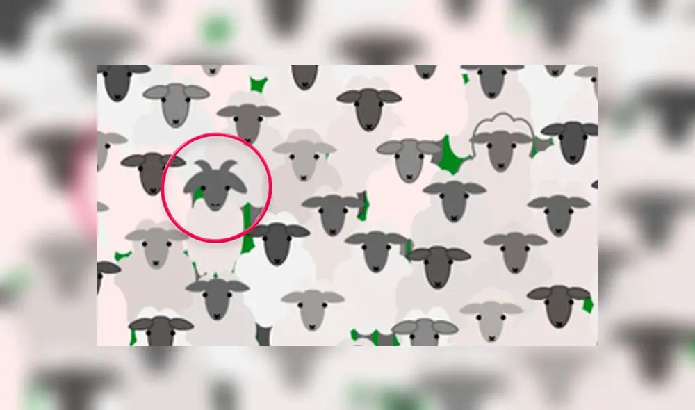 Desliza las imágenes para ver la ubicación de la traviesa cabra que se escondió entre un rebaño de ovejas. Foto: Facebook