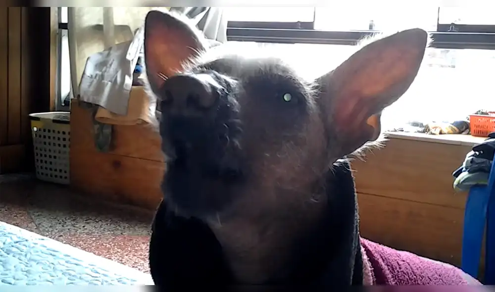 Facebook: ¿perro peruano dice "mamá"? video genera confusión en Internet Facebook: ¿perro peruano dice "mamá"? video genera confusión en Internet